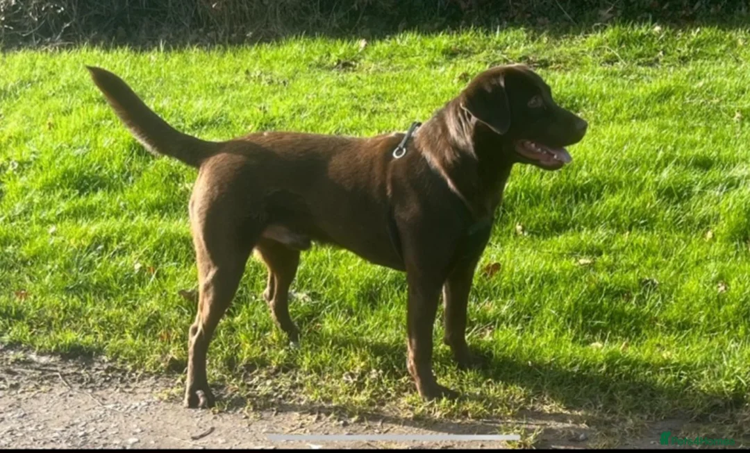 Labrador Retriever dogs for sale: Pure  bred labrador puppies  - Advert 6