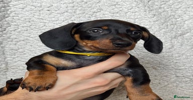 Miniature Dachshund dogs - Advert 13