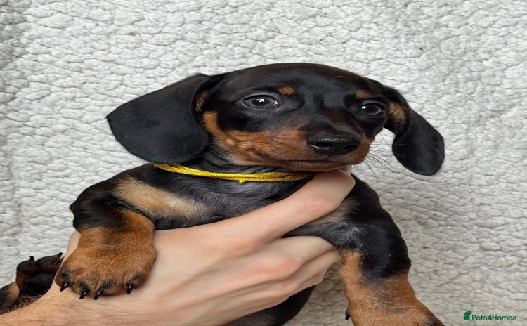 Miniature Dachshund dogs - Advert 5