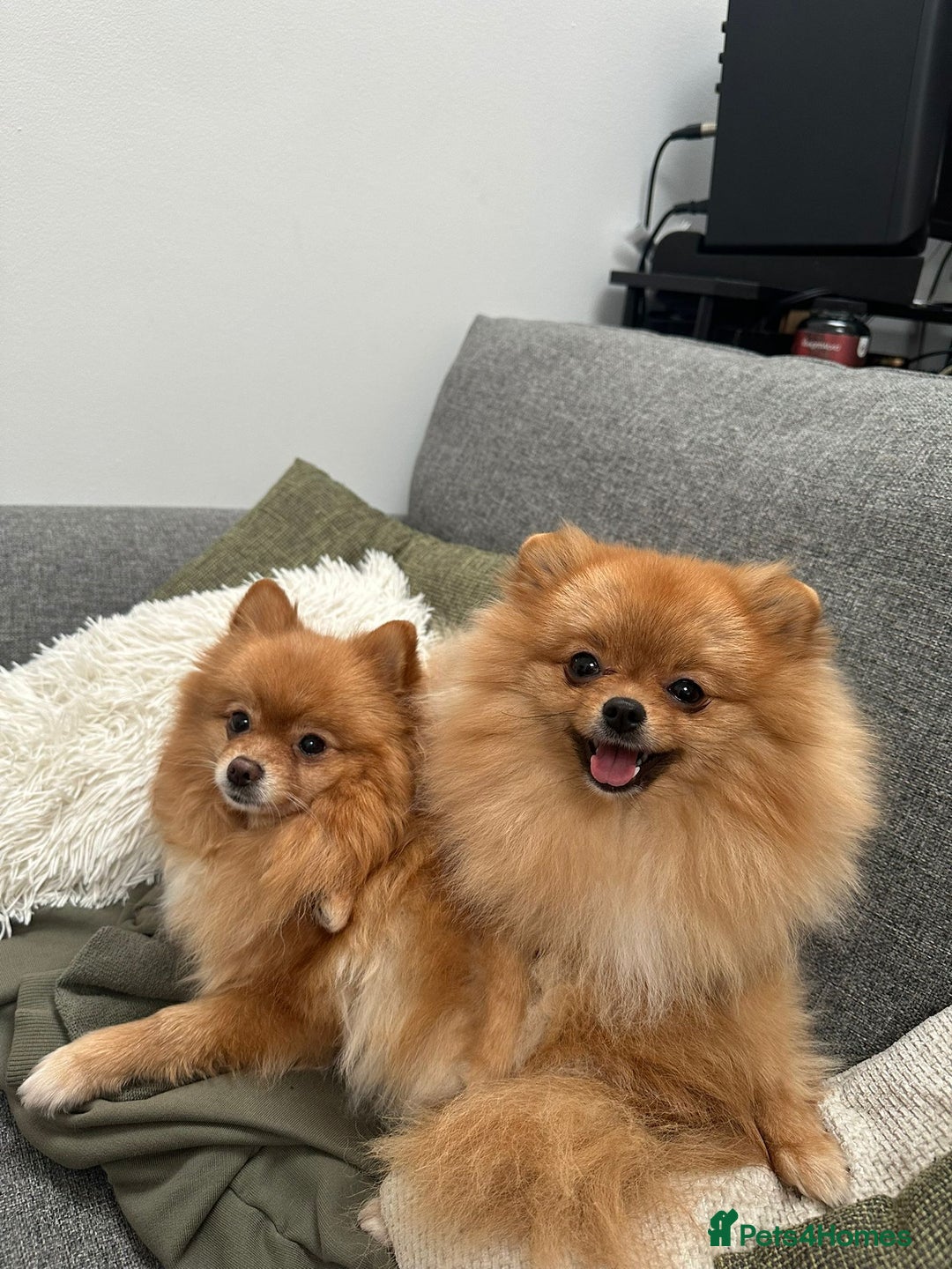 Pomeranian dogs for sale: RKC Registered Girl – 11 Months Old, Tiny 2.1kg - Advert 2