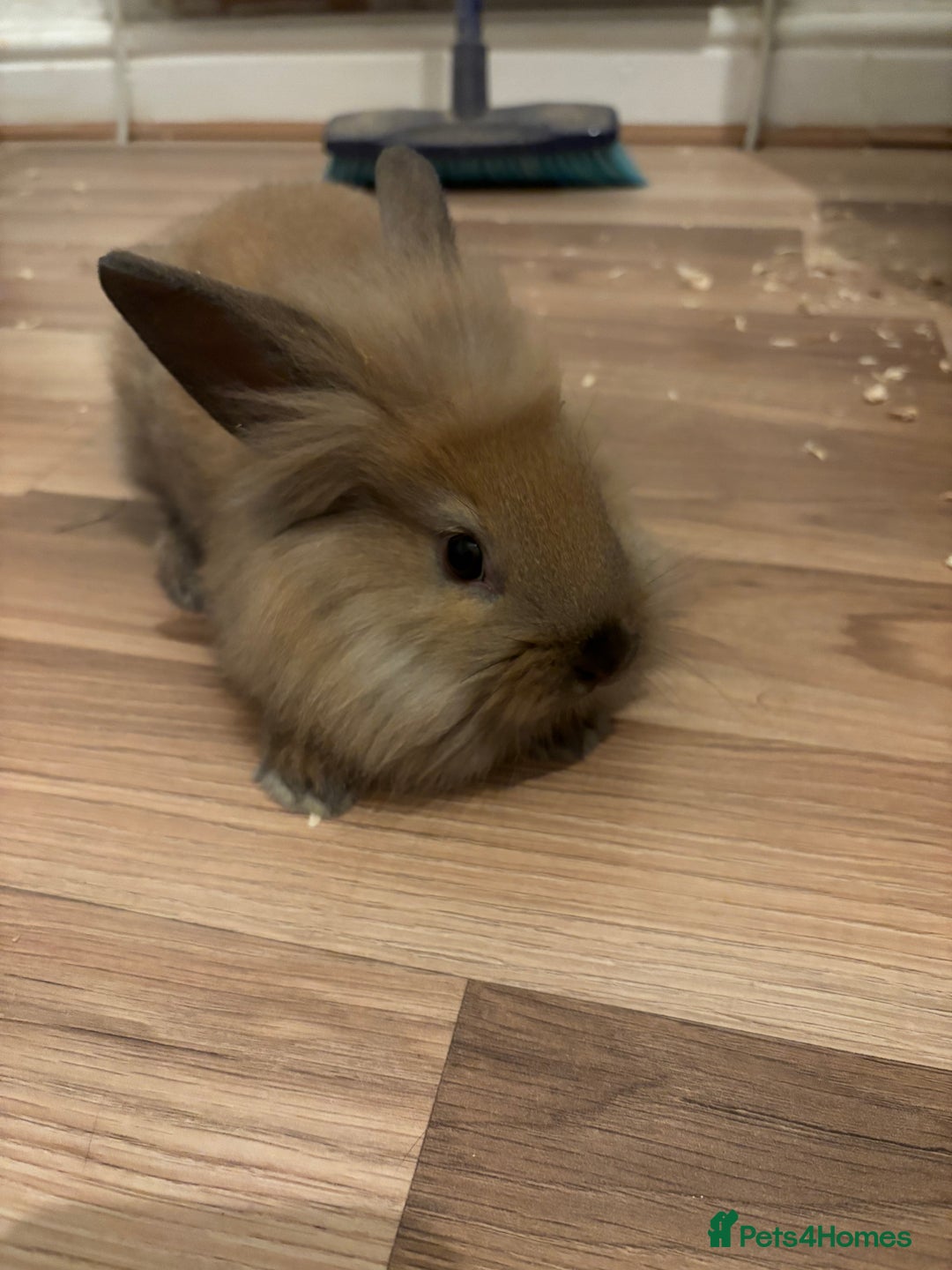 Lionhead rabbits for sale: Baby lionhead rabbits  - Advert 7