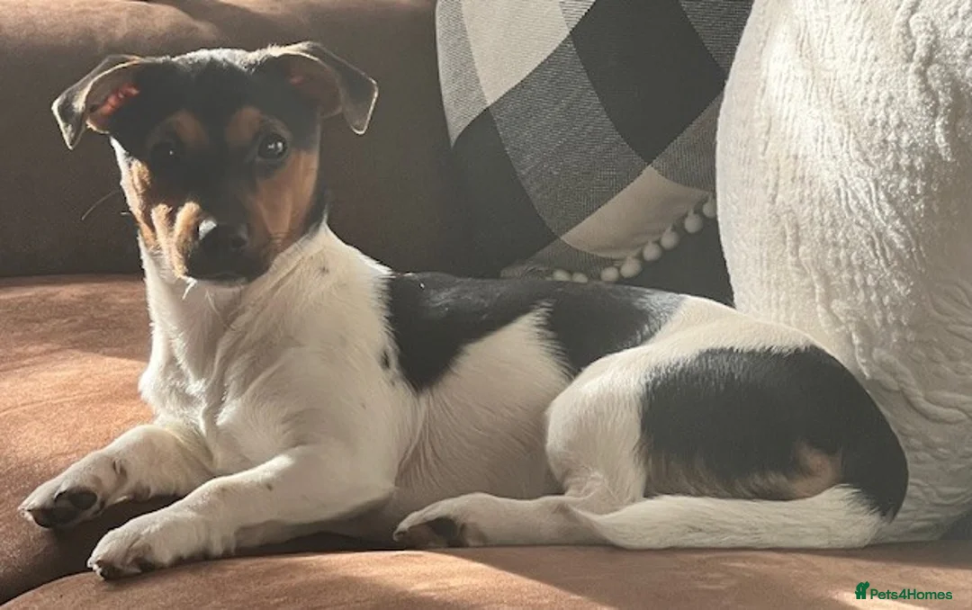 Jack Russell dogs for sale: Jack Russell Puppies - Advert 1