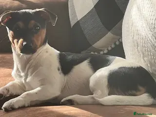 Jack Russell dogs Jack Russell Puppies - Advert 13