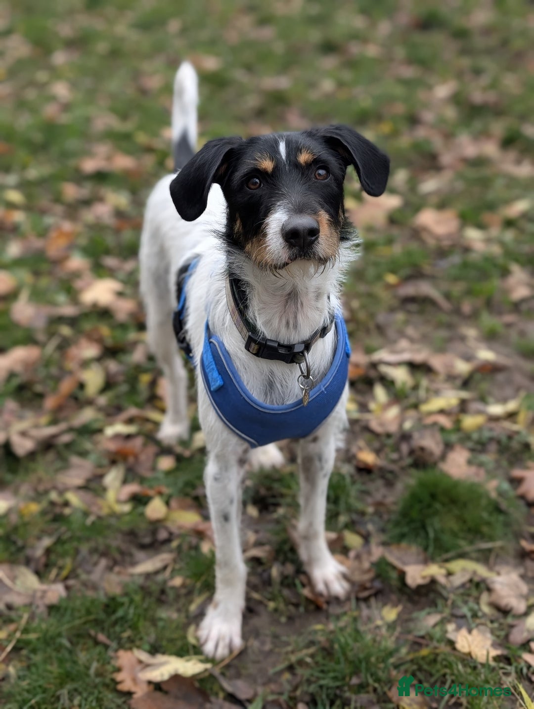 Patterdale Terrier dogs for adoption: Jack  - Image 1