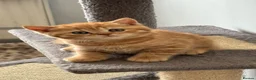 British Shorthair cats for sale: **TICA Registered British Shorthair Kittens🧡🤎 - Advert 18