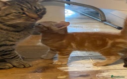 Mixed Breed cats for sale: Friendly kittens ginger boy and  torty girl - Image 11