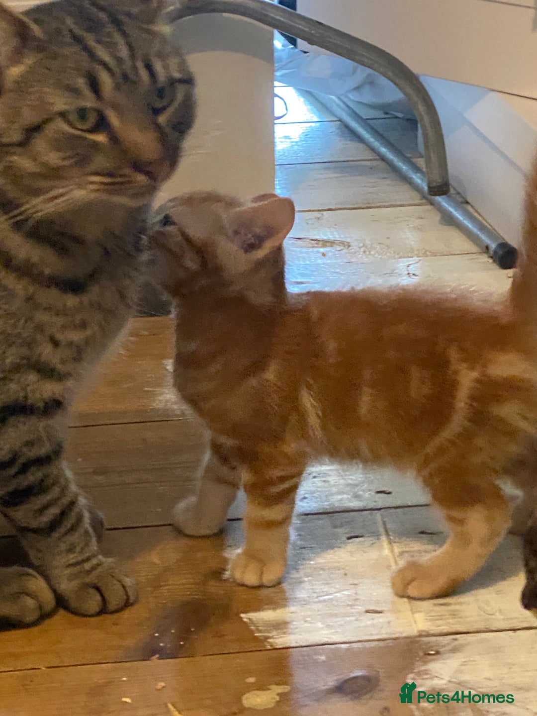 Mixed Breed cats for sale: Friendly kittens ginger boy and  torty girl - Image 11