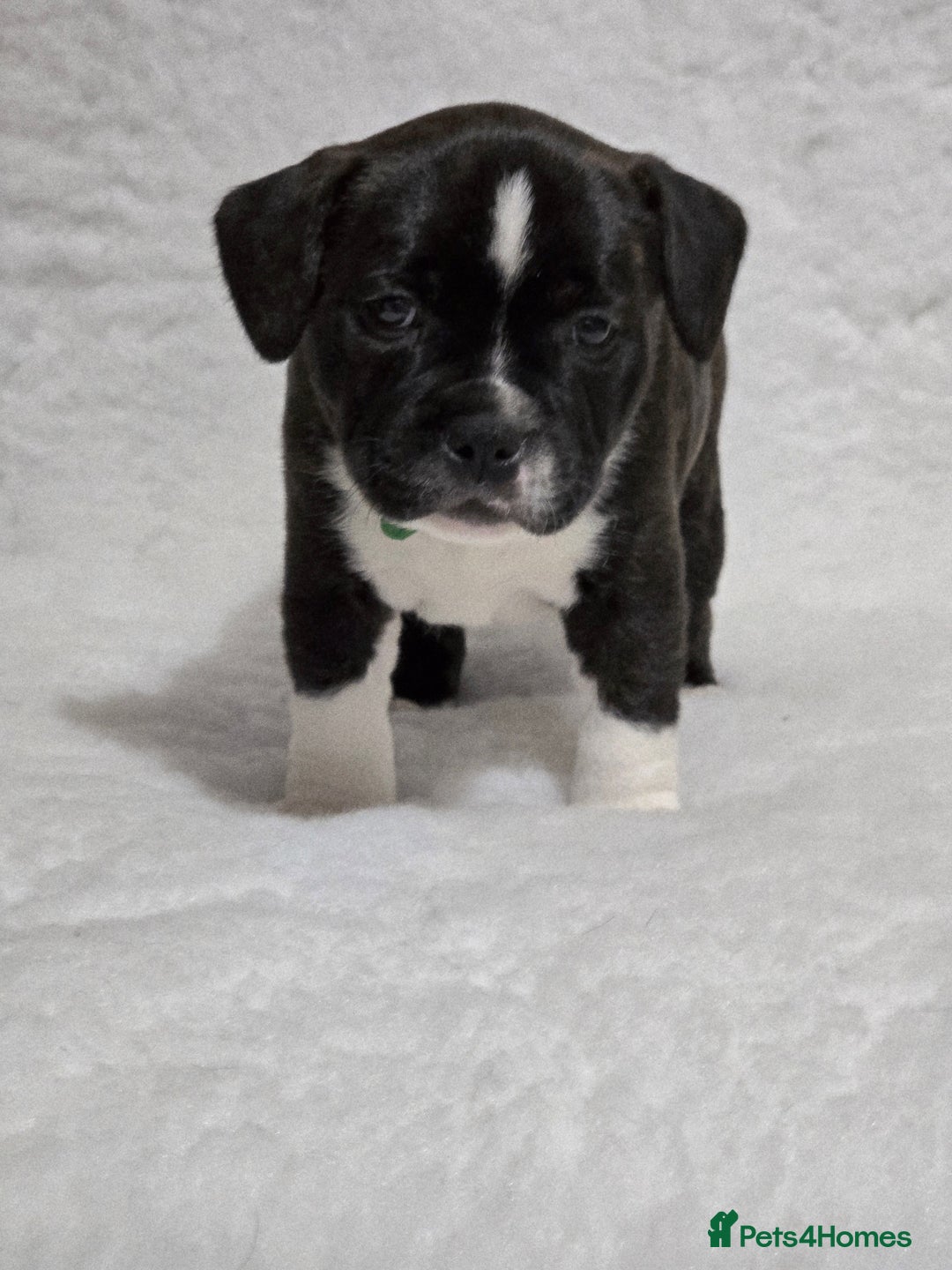 Staffordshire Bull Terrier dogs for sale: ✨️Outstanding SBT puppies✨️ - Advert 29