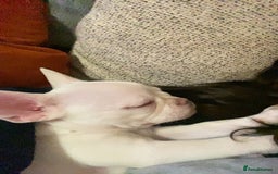 French Bulldog dogs for sale: French bulldog  - Image 2