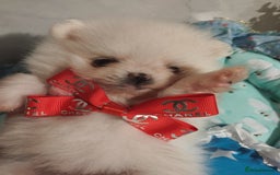 Pomeranian dogs for sale: 💝💝💝High-quality little boys💝💝💝 - Image 14