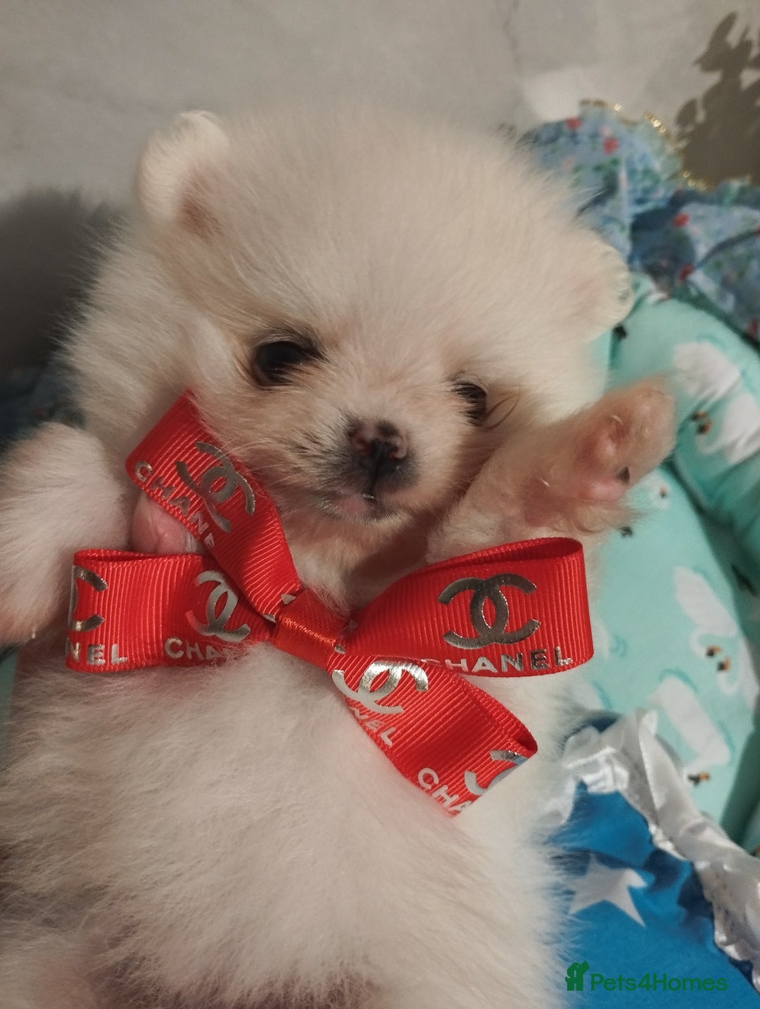 Pomeranian dogs for sale: 💝💝💝High-quality little boys💝💝💝 - Image 14