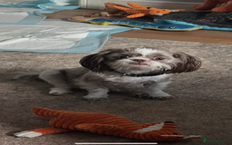 Shih Tzu dogs for sale: Shih tzu girl  - Image 5