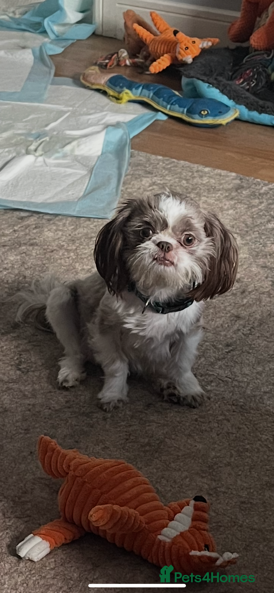 Shih Tzu dogs for sale: Shih tzu girl  - Image 5