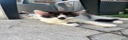 Turkish Angora cats for sale: 2 female 1 male Turkish angora kittens  - Advert 7
