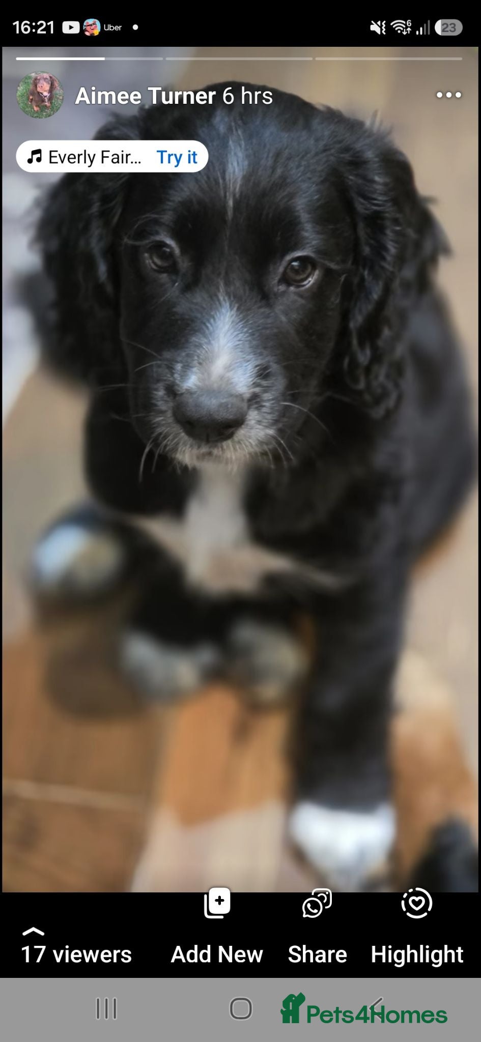 Cocker Spaniel dogs Ready now last boy!! kc reg working cocker spaniel - Advert 5