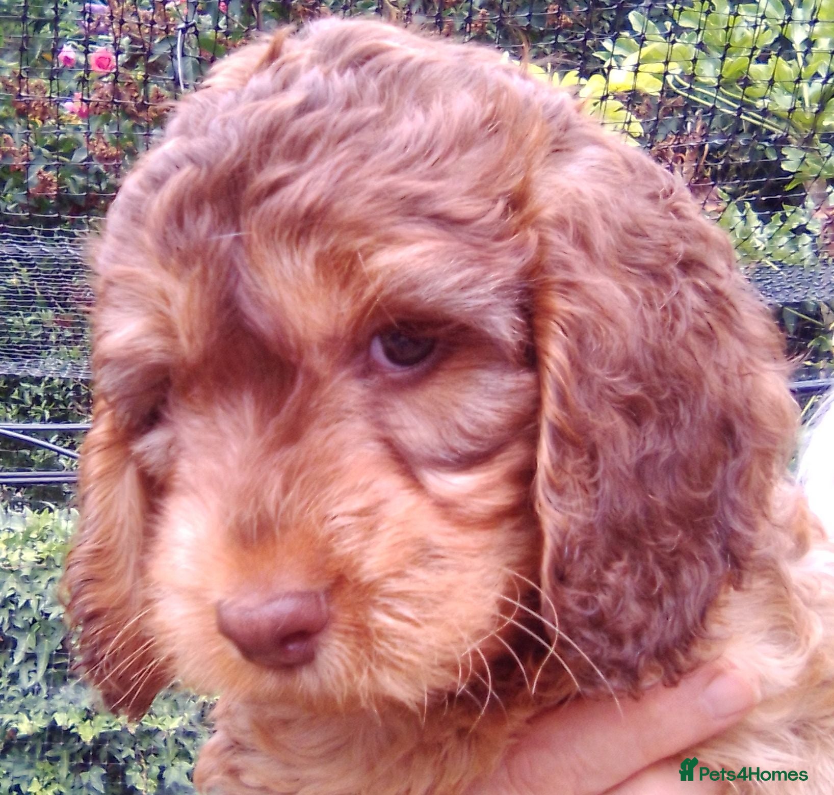 Cockapoo dogs Delightful Litter of Cockapoos - Advert 1