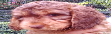Cockapoo 2