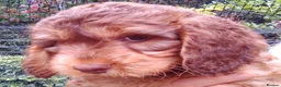 Cockapoo dogs for sale: Delightful Litter of Cockapoos - Advert 4