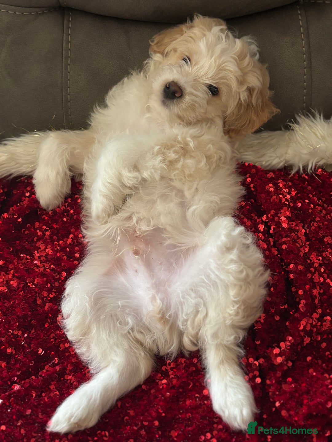 Mixed Breed dogs for sale: Peke-a-Chon puppies 🐶  - Advert 7