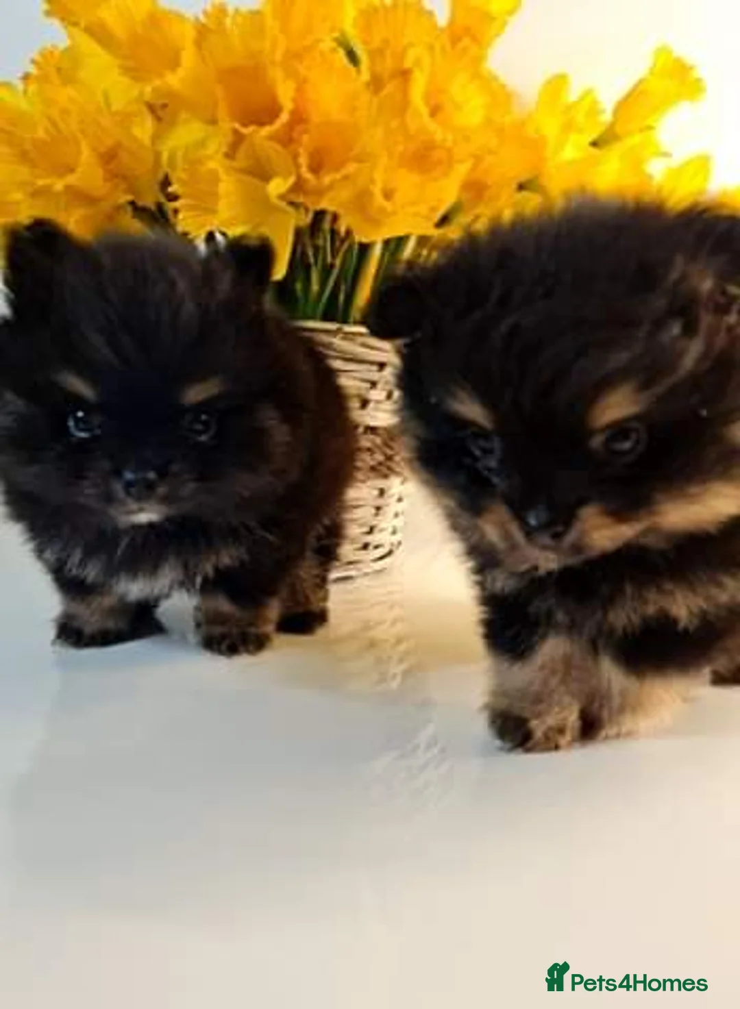 Pomeranian dogs for stud: Sunning Proven KC Black and Tan Pomeranian Stud in Ebbw Vale - Advert 17