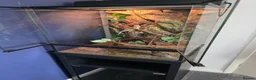 Gecko reptiles for sale: Gargoyle Gecko and full set up for sale in Northampton - Advert 4