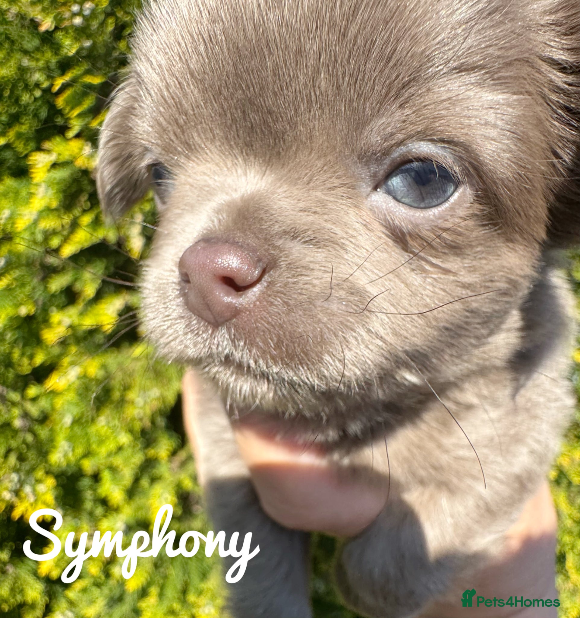 Chihuahua dogs KC chocolate and lilac long coat quality puppies  - Advert 2