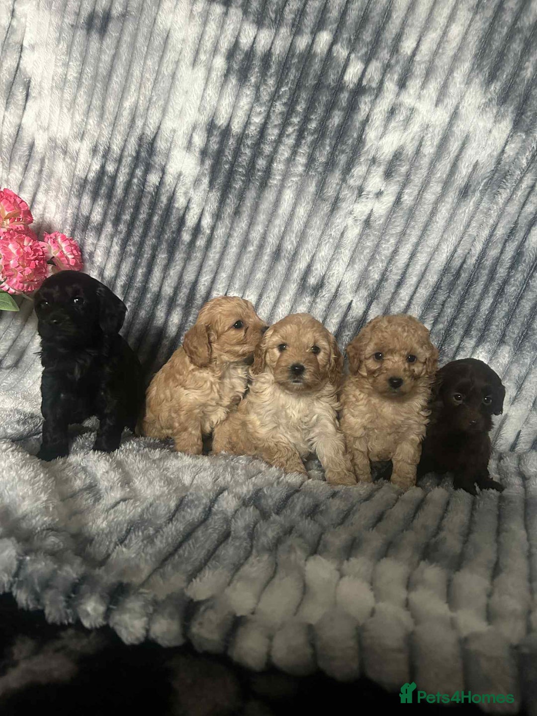 Cockapoo dogs for sale: F1B cockapoos  - Image 7