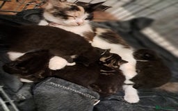Mixed Breed cats for sale: Beautiful female kitten - Image 5