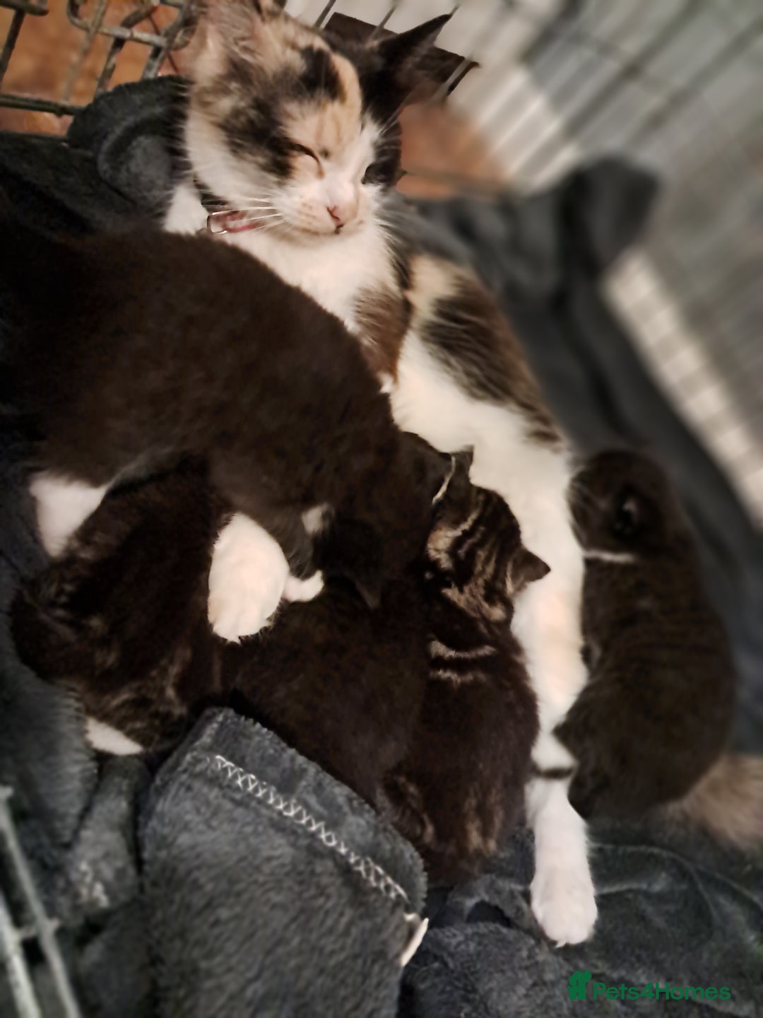 Mixed Breed cats for sale: Beautiful female kitten - Image 5