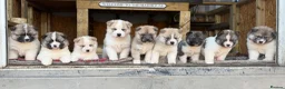 Mixed Breed dogs for sale: Stunning Akita puppies big fluffy family raised ❤️ - Advert 6