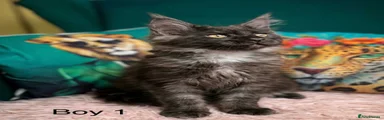 Maine Coon 1