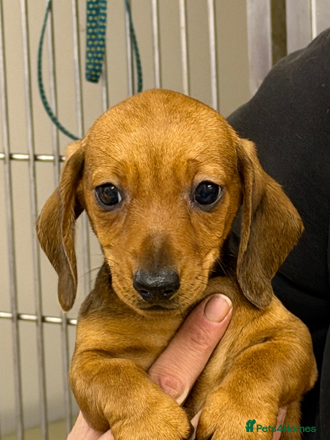 Miniature Dachshund dogs for sale: Beautiful mini dachshund puppy's now available  - Advert 11