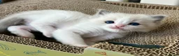 Ragdoll cats for sale: Purebred Ragdolls Kittens in Bournemouth - Advert 2