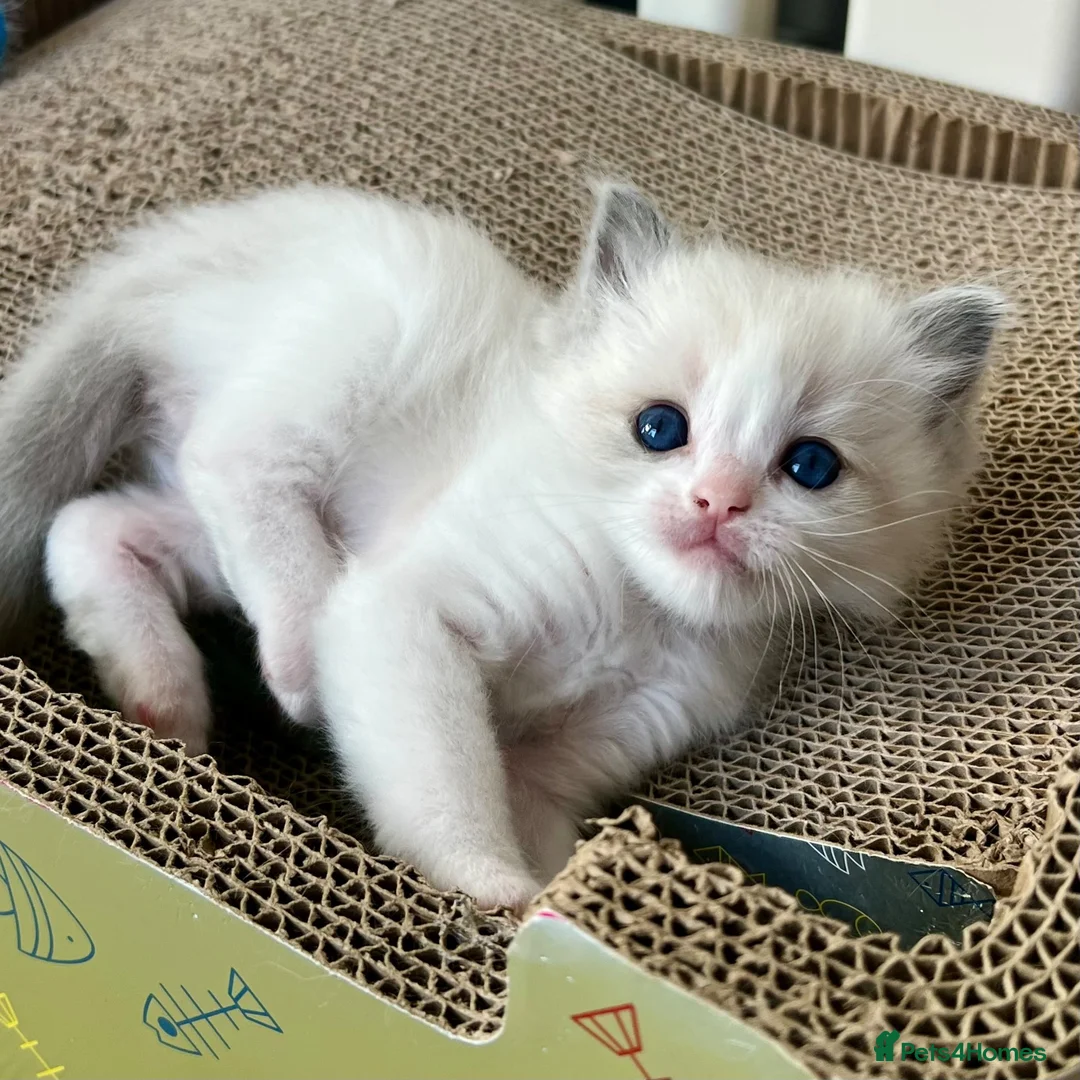 Ragdoll cats for sale: Purebred Ragdolls Kittens in Bournemouth - Advert 2