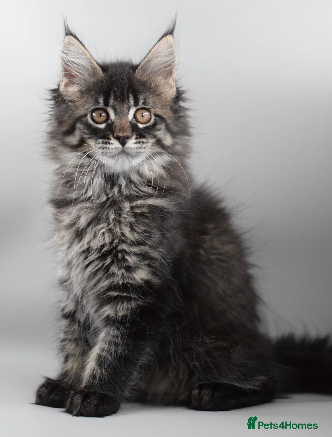 Maine Coon cats for sale:     Outstanding Maine Coon Kittens–GCCF Registered - Advert 2