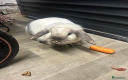 Mini Lop rabbits for sale: 2 mini lop rabbits 1 boy 1 girl  - Image 1