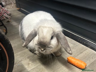 Mini Lop rabbits - Advert 1