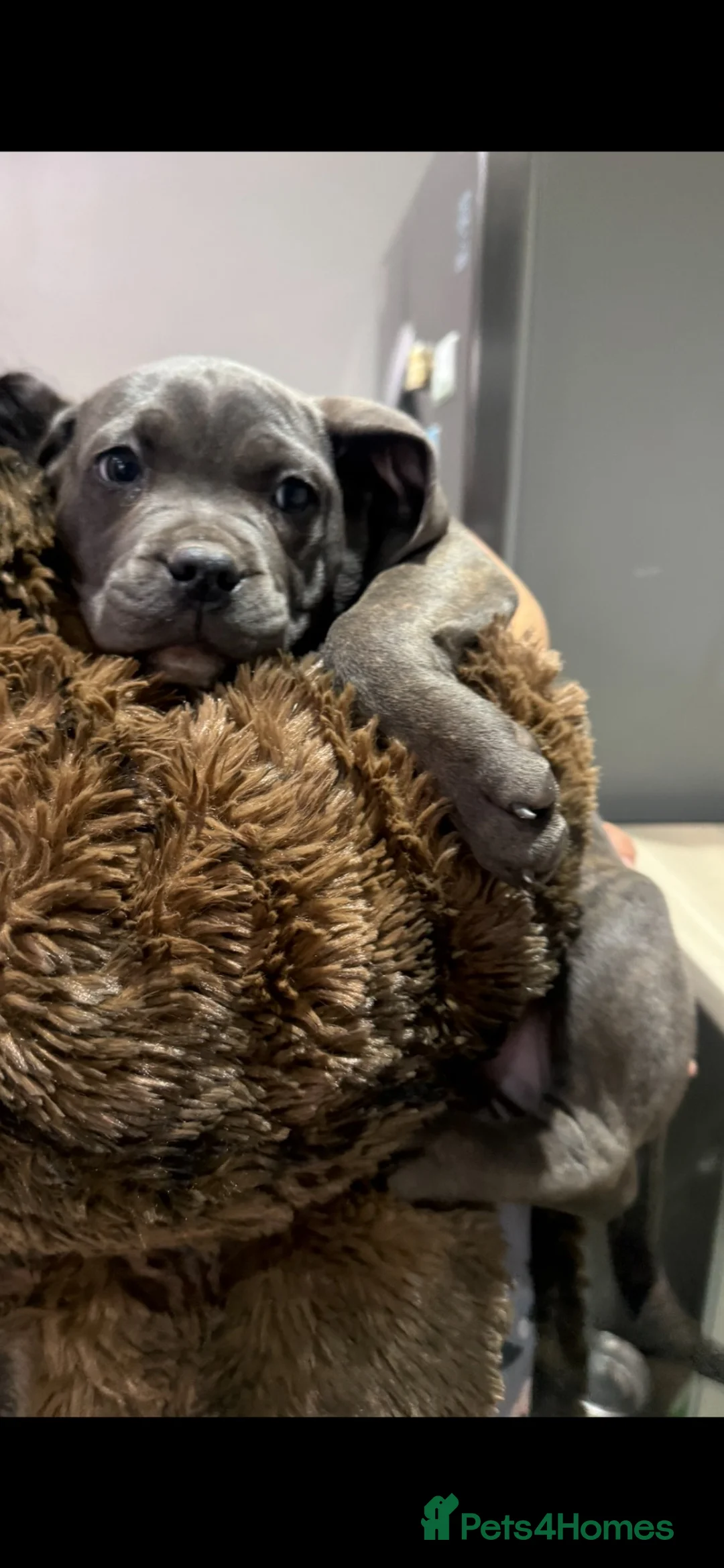 Cane Corso dogs for sale: Cane corso femail - Advert 2
