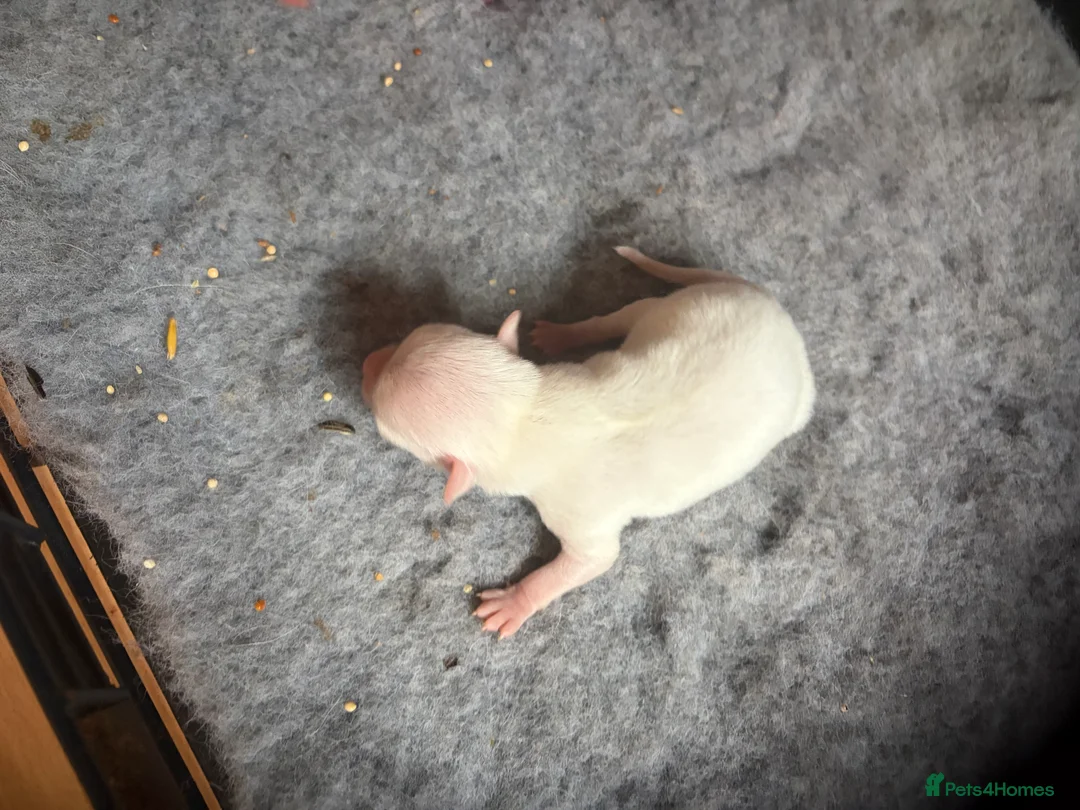 Chihuahua dogs for sale: Beautiful chihuahua boys  - Advert 2