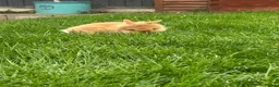 Lionhead rabbits for sale: 2 Beautiful Lionhead rabbits from family home - Advert 3