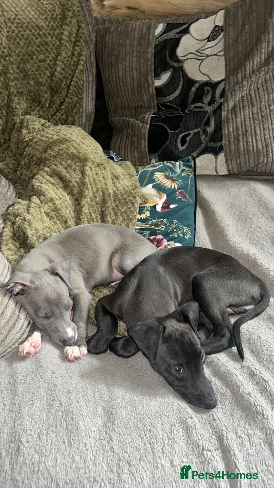 Mixed Breed dogs for sale: Italian greyhound/whippet in Maryport - Advert 4