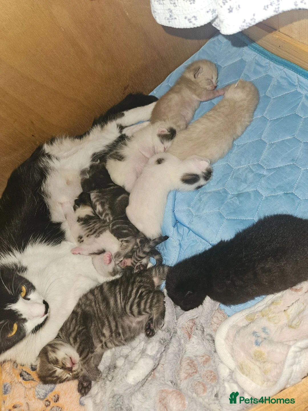 Mixed Breed cats for sale: Beautiful, friendly kittens for sale! - Advert 9
