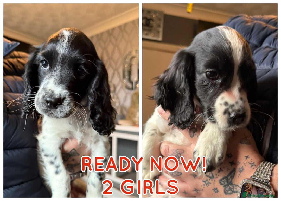 Cocker Spaniel dogs for sale: REDUCED & READY NOW 2 girl COCKERS - Advert 1