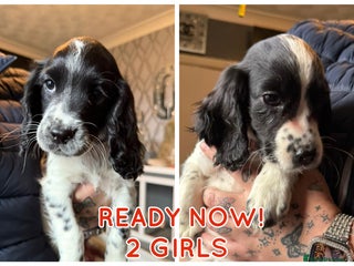 Cocker Spaniel dogs REDUCED & READY NOW 2 girl COCKERS - Advert 12