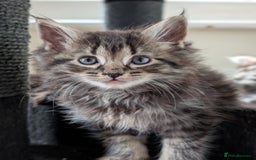 Maine Coon cats for sale: Maine Coon kittens  - Image 8