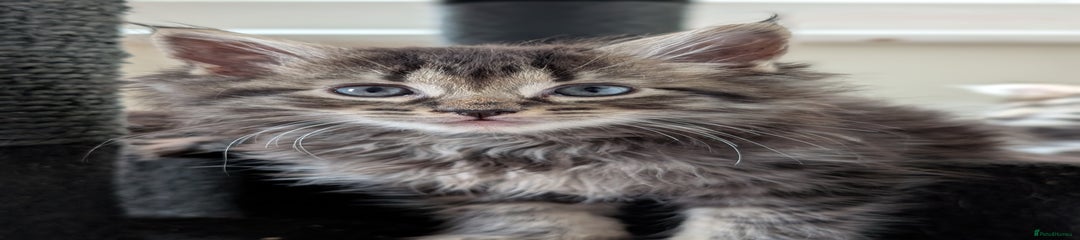 Maine Coon Kitten 7
