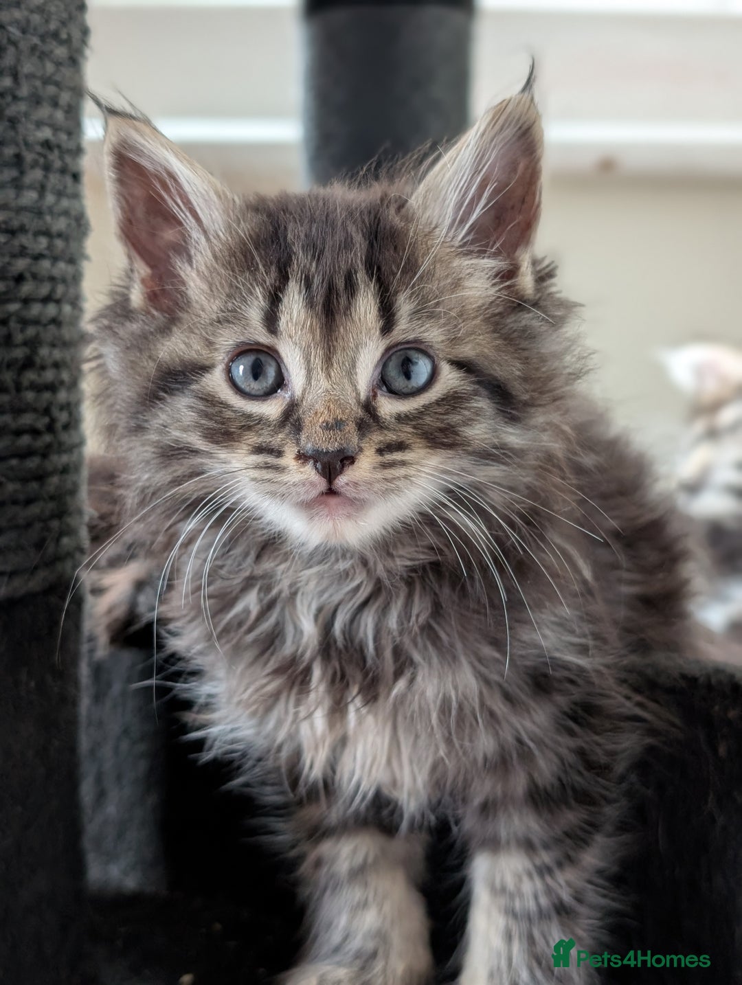 Maine Coon cats for sale: Maine Coon kittens  - Image 8