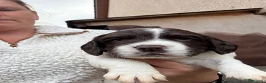 English Springer Spaniel 2