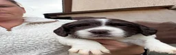 English Springer Spaniel dogs for sale: Springer spaniel puppies  - Advert 5