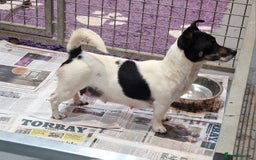 Jack Russell dogs for sale: KC Reg Jack Russell Pups,Parents DNA health tested - Image 30